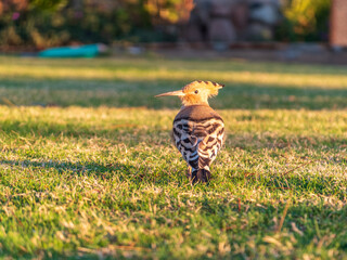 Eurasian hoopoe or Common hoopoe (Upupa epops) bird close-up on natural green grass background