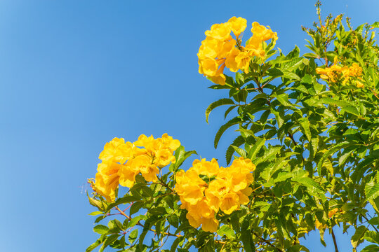 Tecoma stans yellow flowers close-up, yellow trumpetbush, yellow bells, yellow elder, green leaves, blue sky background, beautiful flower texture