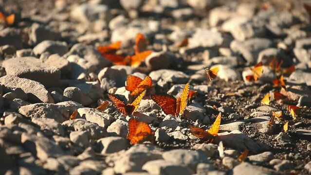 Many butterflies sit on the shore of a pond, drinking water. Orange butterflies in a large cluster.