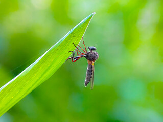 Dioctria is a genus of robber fly classified in the subfamily Dasypogoninae in the family Asilidae.