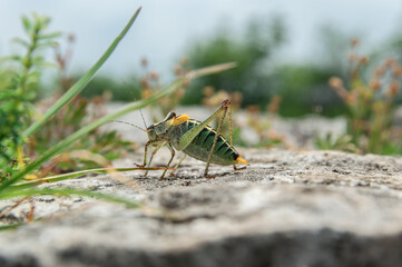big green grasshopper sitting on a stone