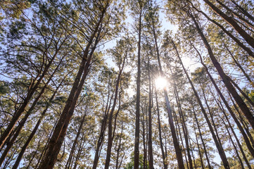 Pine tree forest with sunlight and natural landscape. Look overhead at many pine trees with clean sky background.