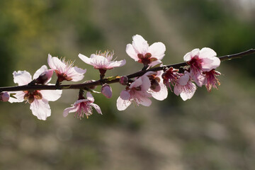agriculture, beautiful, beauty, bloom, blooming, blossom, botany, branch, closeup, color, colorful, delicate, environment, field, floral, flower, fresh, fruits, garden, gardening, horticulture, isolat