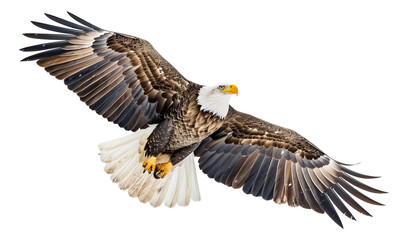 Obraz premium eagle in flight