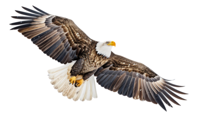 eagle in flight