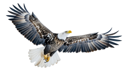eagle in flight
