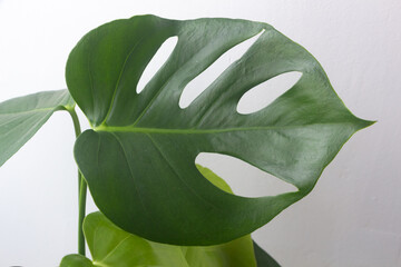 Close up on monstera deliciosa leaf
