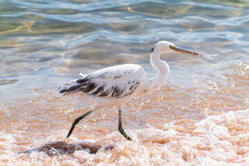 White Western Reef Heron (Egretta gularis) at Sharm el-Sheikh beach, Sinai, Egypt