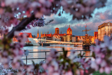 Blooming cherry trees by the Motława River at sunrise, Gdansk. Poland