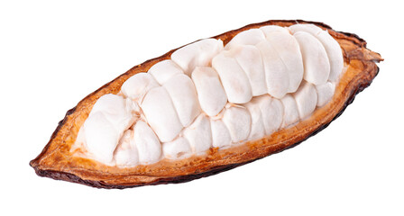 Fresh cacao fruits isolated on white background. Dark red cocoa pods. Clipping path.