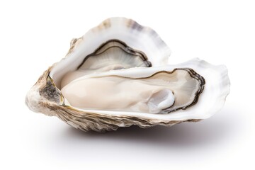 Shucked oyster, a delicacy enjoyed raw or cooked, isolated on a white background