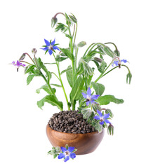 Borage seeds with flowers in wooden bowl, isolated on a white background. Borago officinalis seeds and flowers.