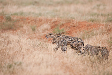 cheetah  in the vast wilderness of Africa © Herbert