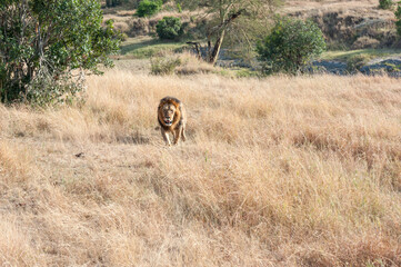 Male lions in the Masai Mara savannah