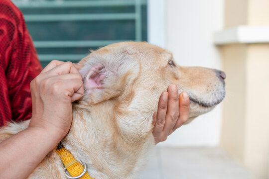 Clean your dog's ears yourself. Ticks, fleas, pet health.