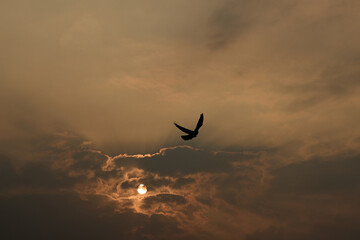 birds flying in the sky