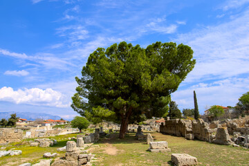 Leaning tree on archaeological site, Corinth