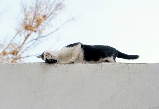 Side view of cat on the wall at the farm