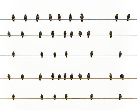 birds on wire