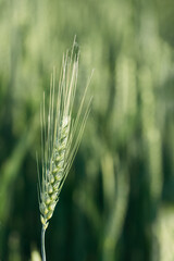 Ukrainian field. Macro close up of fresh young ears of young green wheat in spring summer field. Free space for text. Agriculture scene background.