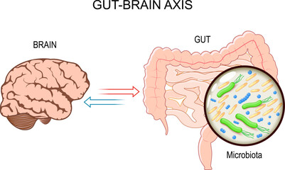 Microbiome Gut Brain Axis - obrazy, fototapety, plakaty