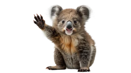 Wandaufkleber A curious koala bear, with its distinctive snout and soft fur, gazes into the wild with its paw raised in a playful stance © Daniel