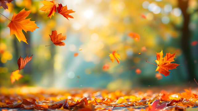 Beautiful autumn view with colorful foliage in the park. Falling leaves background with copy space and selective focus.
