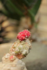 Baby cactus in the garden.