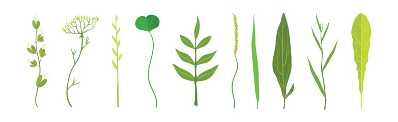 Green Grass Plant Part and Element Vector Set