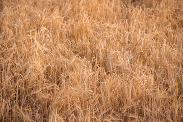 Detail of a wheat field, burned by high temperatures due to climate change. ruined harvest
