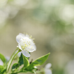 White apple flowers on nature blur bokeh background with copy space, springtime scenery with blooming branch tree close up, earth tones, minimal style flowery backdrop photo with natural light