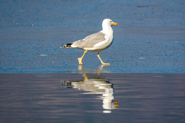 seagull on the water