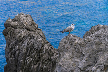 A white seagull sits on a rock against the backdrop of the blue sea. Amazing landscapes of Mallorca.Majorca, Spain, Balearic Islands