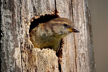 House Sparrow looking out from inside tree nest.