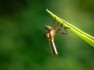 Holcocephala is a genus of robber flies in the family Asilidae. There are at least 40 described...