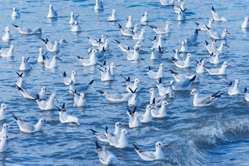 Seagulls flock on the sea surface. - 745787844