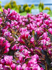 Obraz premium pink flowers in the garden