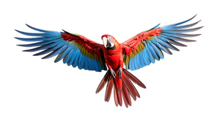 macaw bird looking isolated on white.