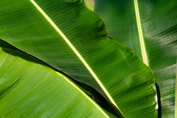 Banana leaves with raindrops clinging to them, with sunlight shining on the leaves