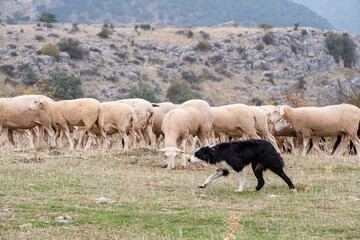 sheepdog leading a flock of sheep, Gollorio, Guadalajara, Spain