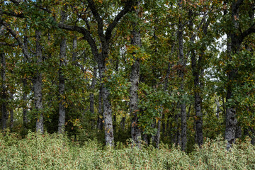Sierra Norte de Guadalajara Natural Park, Cantalojas, Guadalajara, Spain