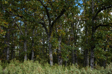 Fototapeta premium Sierra Norte de Guadalajara Natural Park, Cantalojas, Guadalajara, Spain