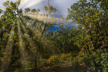 Sierra Norte de Guadalajara Natural Park, Cantalojas, Guadalajara, Spain