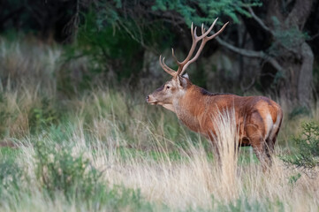 Red deer in Calden Forest environment, La Pampa, Argentina, Parque Luro, Nature Reserve