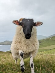 Einhorn-Schaf