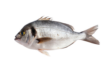 Obraz premium Top view. Golden-headed sea bream (dored) isolated on transparent background.