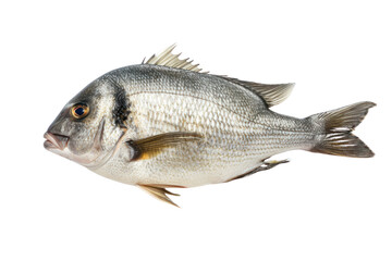 Fototapeta premium Top view. Golden-headed sea bream (dored) isolated on transparent background.