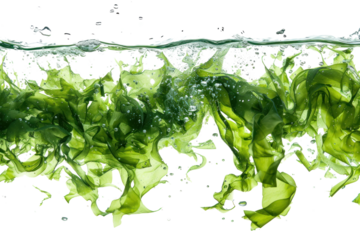 Swinging kelp seaweed isolated on transparent background.