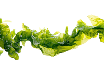 Swinging kelp seaweed isolated on transparent background.
