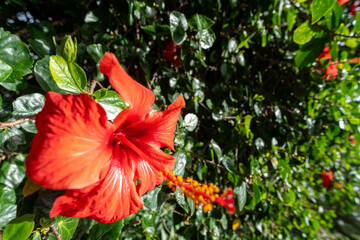 red flower in the garden